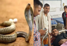पहले सांप ने युवक को काटा, फिर युवक ने सांप को 2 बार काटा