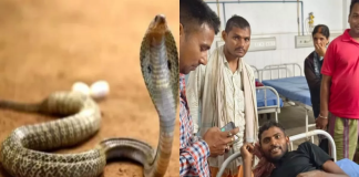 पहले सांप ने युवक को काटा, फिर युवक ने सांप को 2 बार काटा